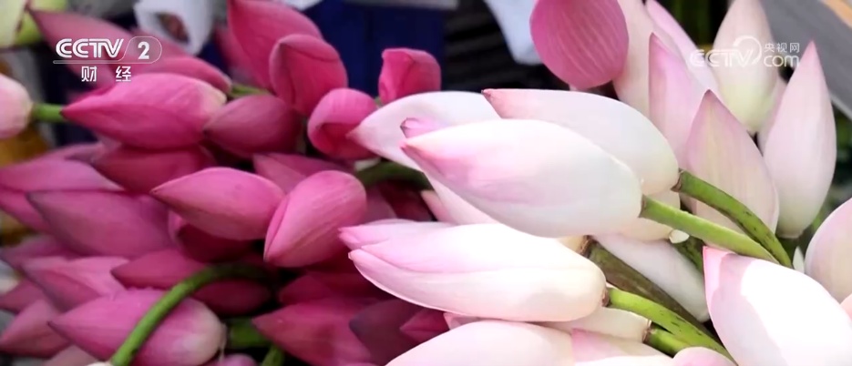 “一朵荷花”撬动农文旅融合产业链 解锁特色早市背后的文旅账单