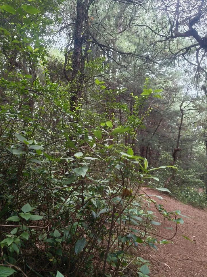 7岁男童参加夏令营在大理苍山失踪！当地人士透露今早大批志愿者上山搜救