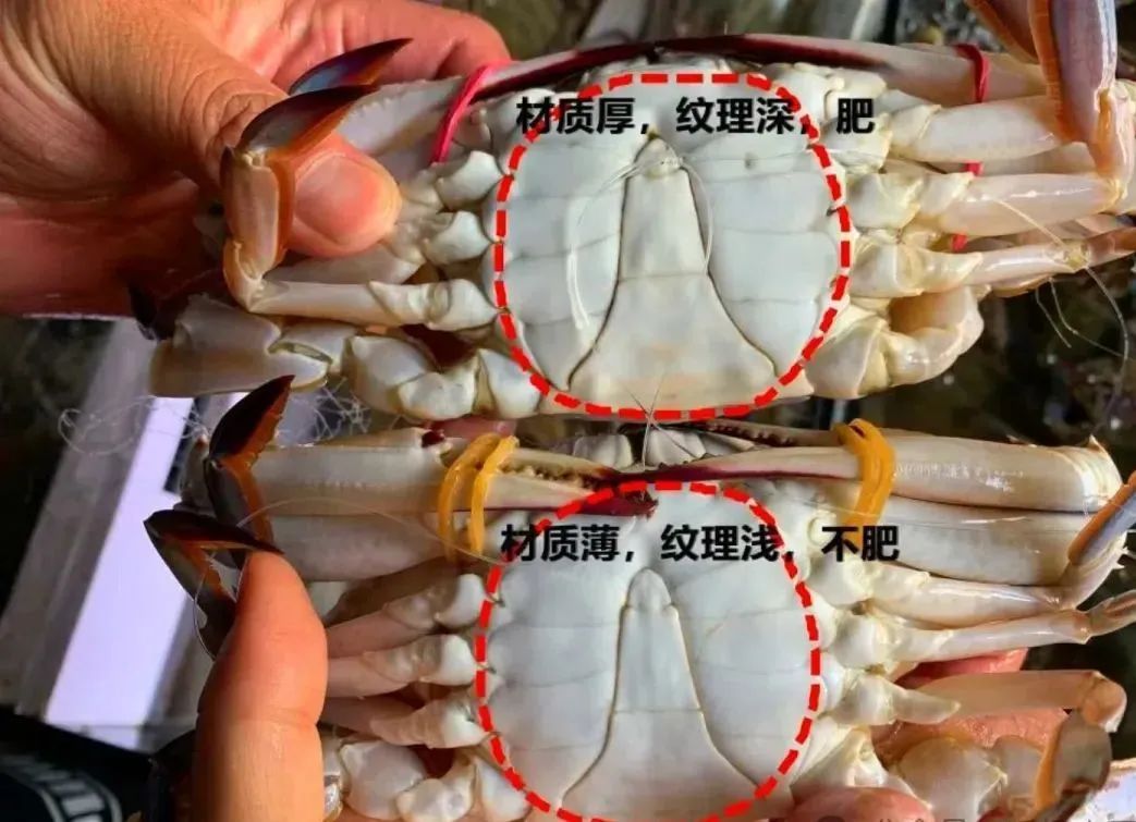 浙江8000余艘渔船出海,透骨新鲜的“虾兵蟹将”上桌啦! 浙江8000余艘渔船出海,透骨新鲜的“虾兵蟹将”上桌啦!