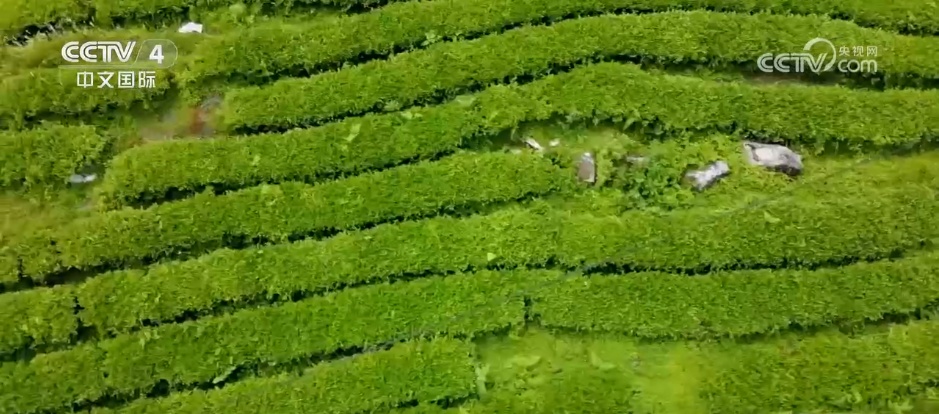 跨越60年 雪域新画卷 | 跨越千年隔绝 墨脱公路让“高原孤岛”变身美丽边城