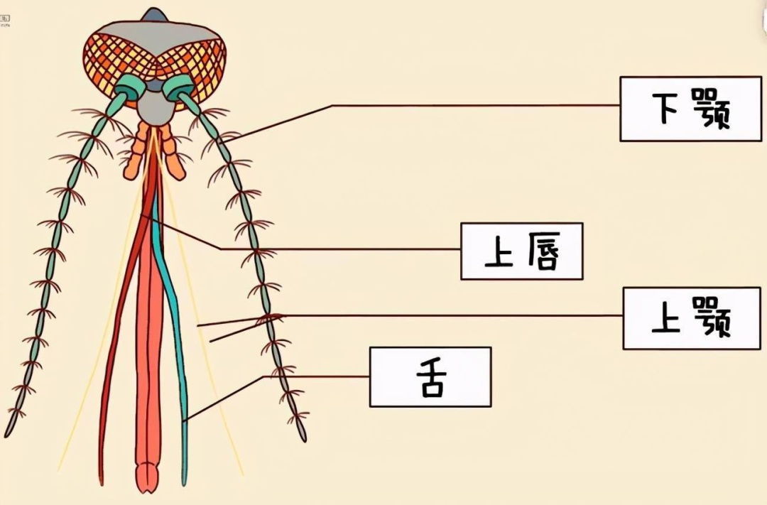 拍死正在吸血的蚊子，它的嘴会断在肉里吗？
