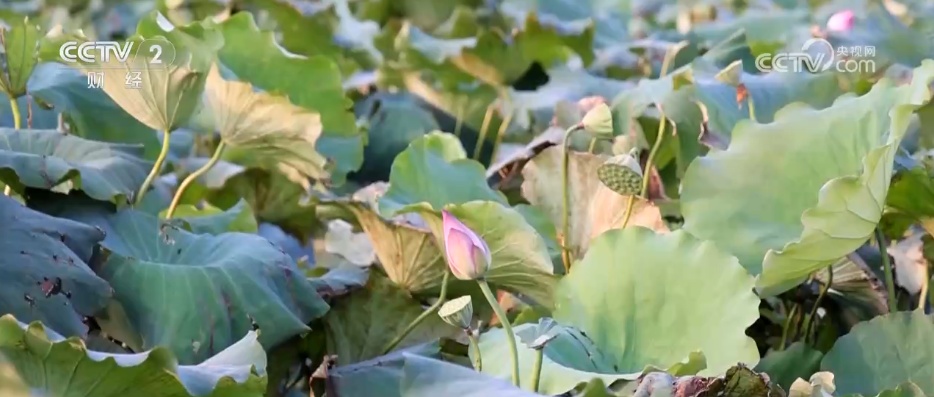 “一朵荷花”撬动农文旅融合产业链 解锁特色早市背后的文旅账单