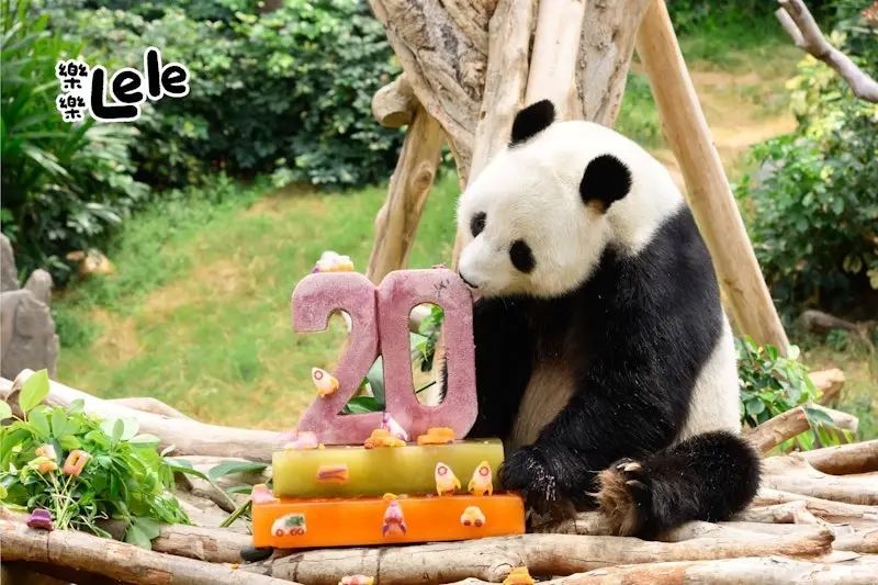 香港大熊猫“盈盈”“乐乐”迎20岁生日，蛋糕很特别→