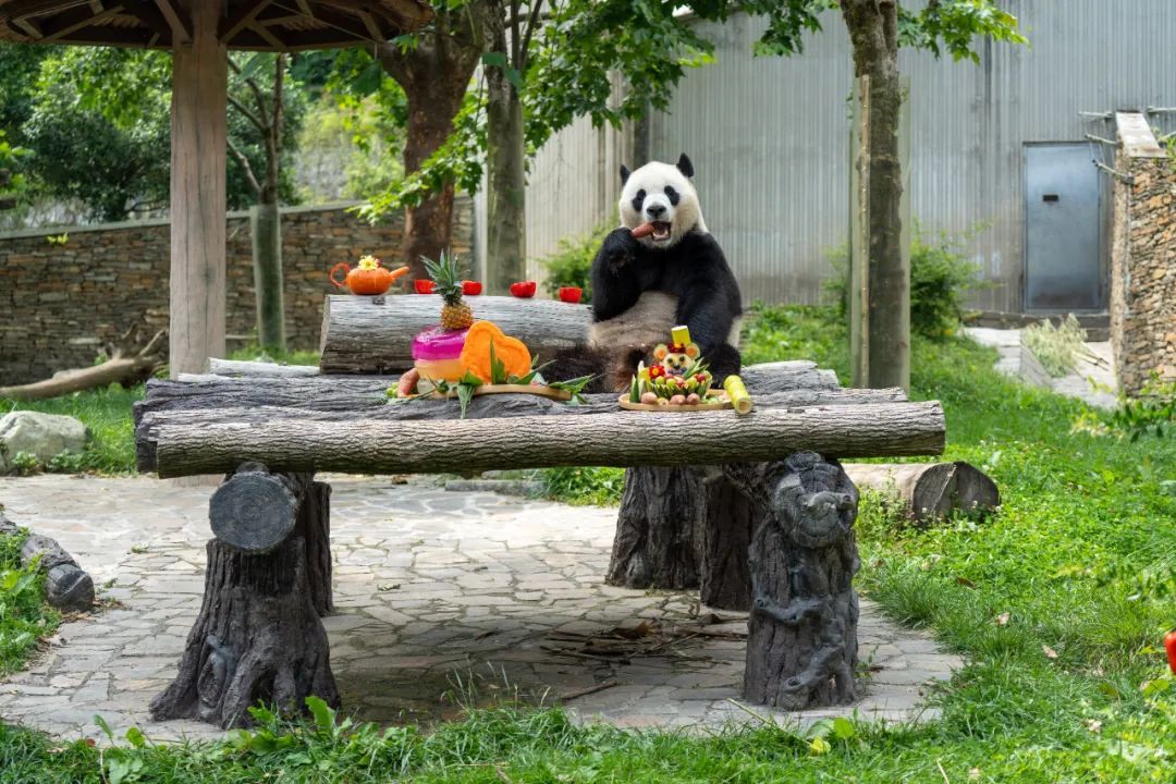 陪伴72小时,大熊猫私下作息竟然是…… 陪伴72小时,大熊猫私下作息竟然是……