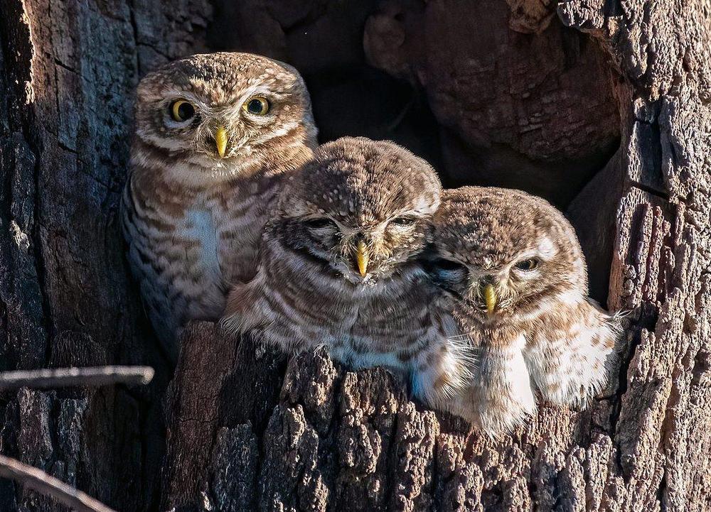 睡不够就唱不动?研究显示睡眠不足影响鸟类鸣唱 睡不够就唱不动?研究显示睡眠不足影响鸟类鸣唱