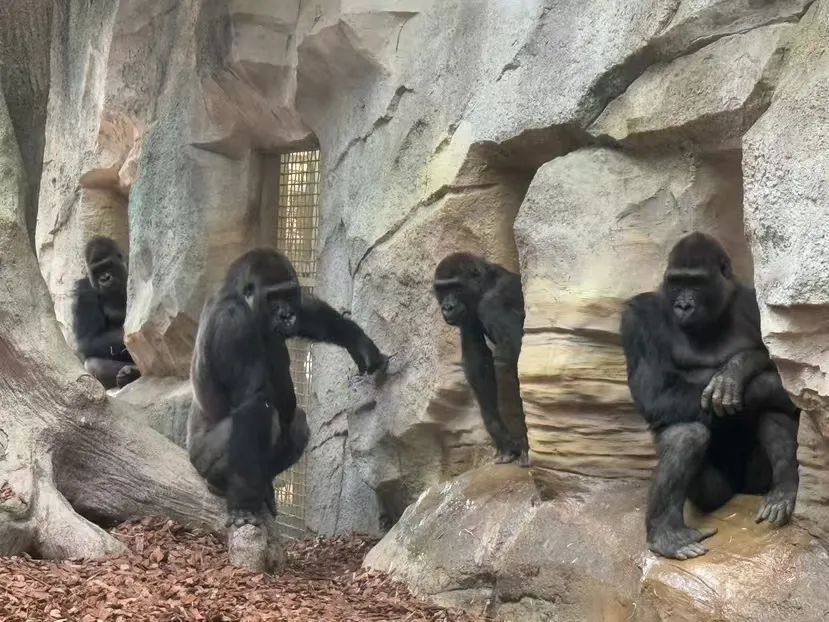 红山动物园南门新区要来了