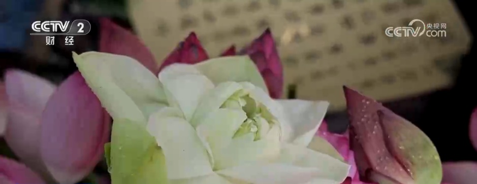 “一朵荷花”撬动农文旅融合产业链 解锁特色早市背后的文旅账单