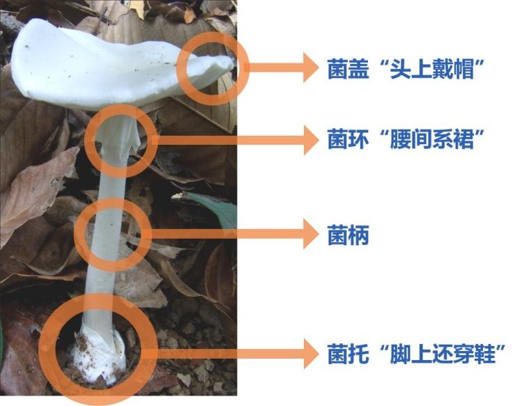 别采！别吃！有毒！近期已发生多起