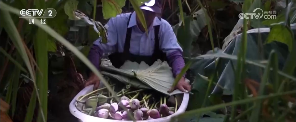 “一朵荷花”撬动农文旅融合产业链 解锁特色早市背后的文旅账单