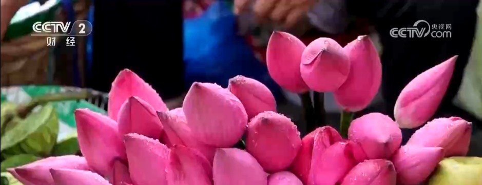 “一朵荷花”撬动农文旅融合产业链 解锁特色早市背后的文旅账单