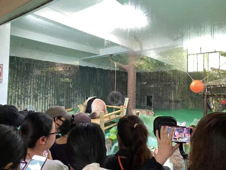 上海动物园大熊猫“和风”9岁啦，众多猫粉赶来庆生，互换自制周边