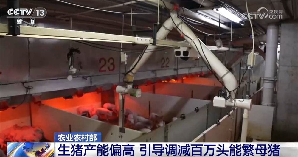 国家实施生猪产能综合调控 促进生猪市场逐步摆脱“大起大落”周期困境 国家实施生猪产能综合调控 促进生猪市场逐步摆脱“大起大落”周期困境