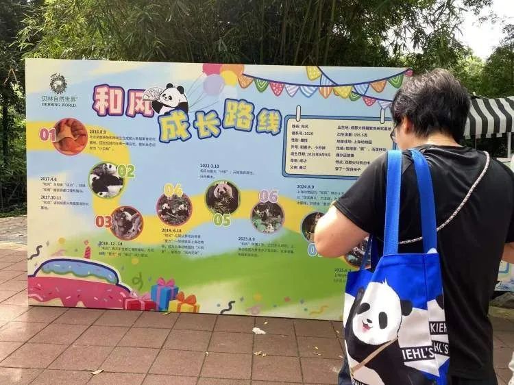 上海动物园大熊猫“和风”9岁啦，众多猫粉赶来庆生，互换自制周边
