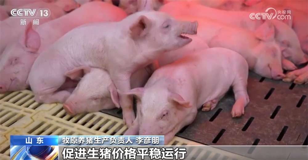 国家实施生猪产能综合调控 促进生猪市场逐步摆脱“大起大落”周期困境 国家实施生猪产能综合调控 促进生猪市场逐步摆脱“大起大落”周期困境