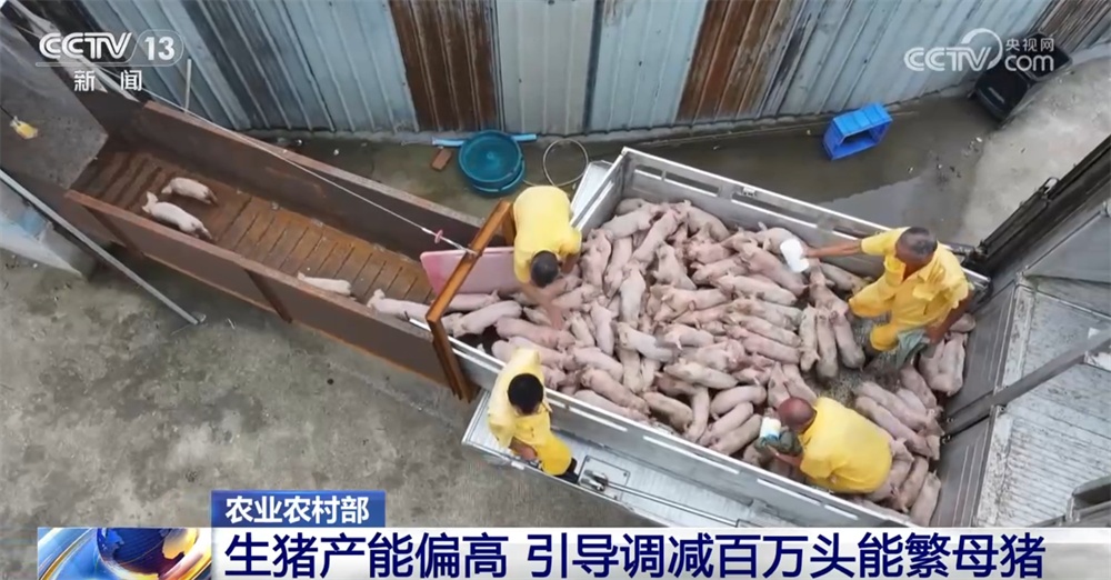 国家实施生猪产能综合调控 促进生猪市场逐步摆脱“大起大落”周期困境 国家实施生猪产能综合调控 促进生猪市场逐步摆脱“大起大落”周期困境