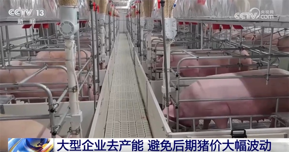 国家实施生猪产能综合调控 促进生猪市场逐步摆脱“大起大落”周期困境 国家实施生猪产能综合调控 促进生猪市场逐步摆脱“大起大落”周期困境