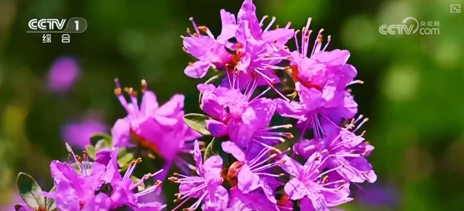 “生态家底”越来越厚 “致富路子”越走越宽