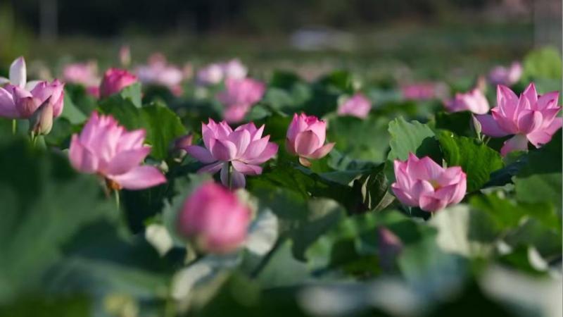 江西广昌：万亩莲池竞相绽放水果莲结出“致富果”