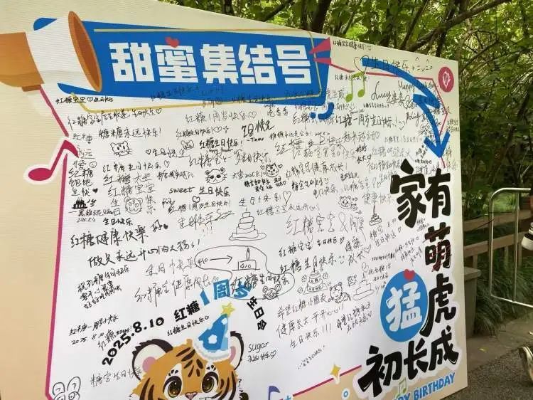 “红糖”生日会在上海动物园举行！粉丝6点就到抢占拍照C位，还有粉丝自制周边送游客