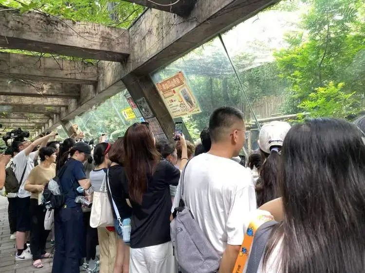 “红糖”生日会在上海动物园举行！粉丝6点就到抢占拍照C位，还有粉丝自制周边送游客