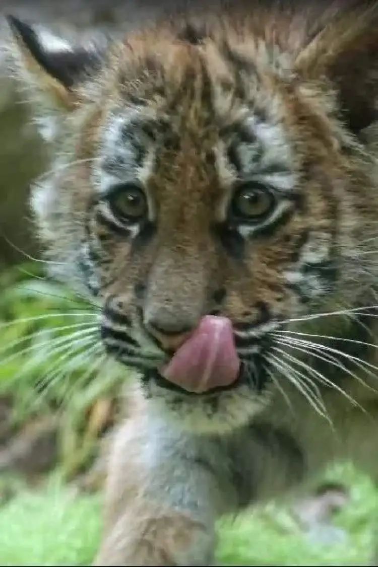 “红糖”生日会在上海动物园举行！粉丝6点就到抢占拍照C位，还有粉丝自制周边送游客