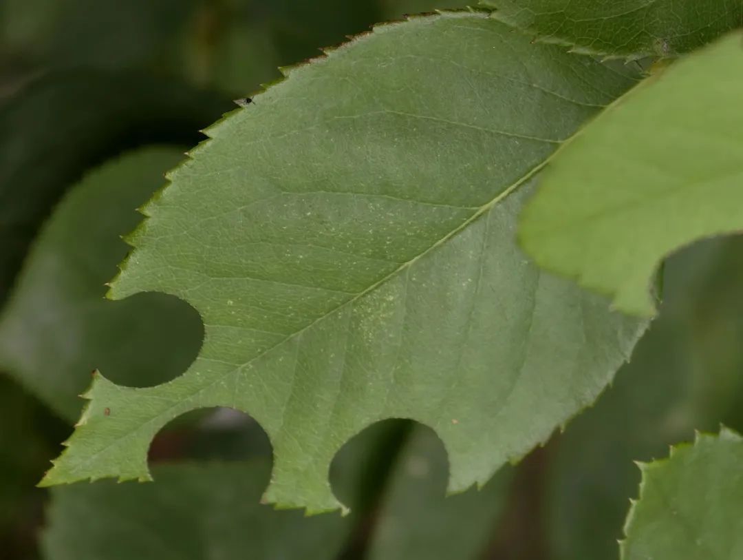 咬开桃子发现一堆树叶？莫慌！你是遇到了它→