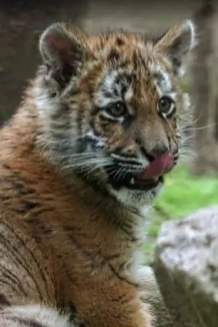 “红糖”生日会在上海动物园举行！粉丝6点就到抢占拍照C位，还有粉丝自制周边送游客