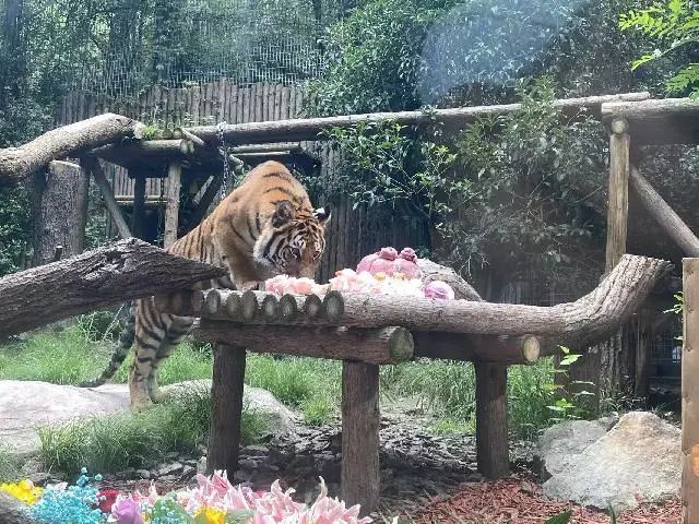 “红糖”生日会在上海动物园举行！粉丝6点就到抢占拍照C位，还有粉丝自制周边送游客