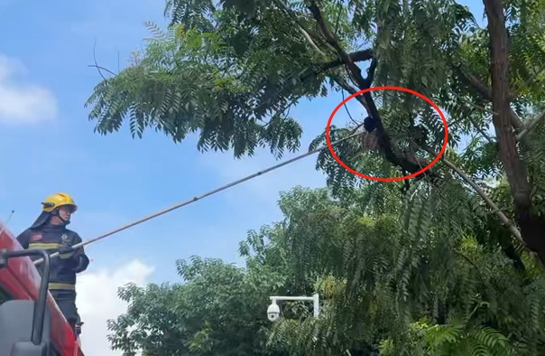 别抬头！长约2米的蟒蛇“从天而降”，落地瞬间惊呼声四起