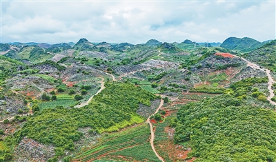 石头缝里种出“聚宝盆” 石头缝里种出“聚宝盆”