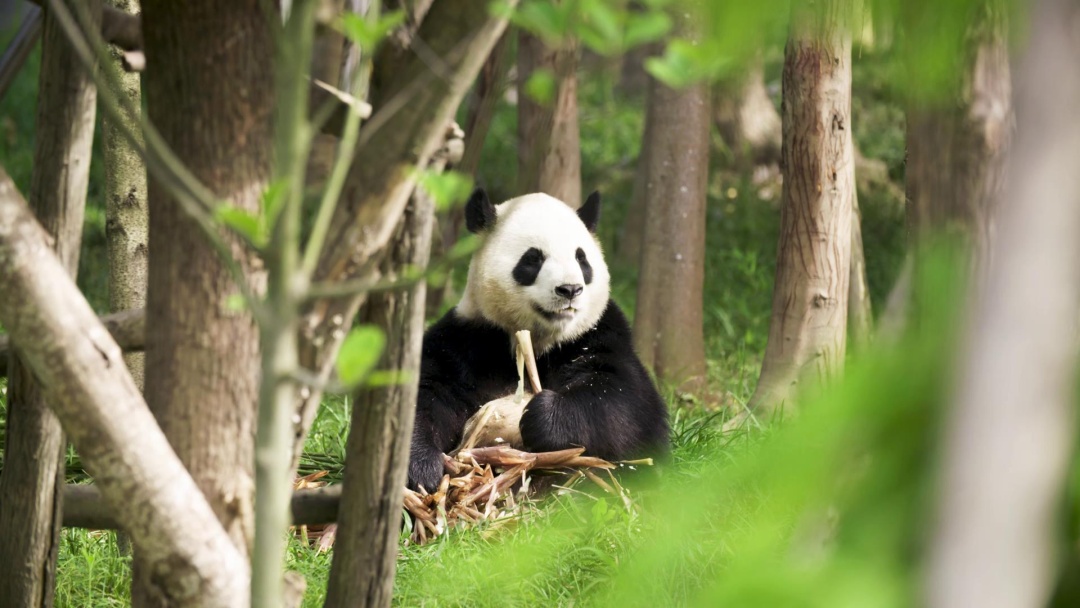 顺利抵达!“芝士”“芝麻”正式入住太阳岛熊猫馆 顺利抵达!“芝士”“芝麻”正式入住太阳岛熊猫馆