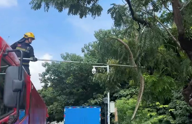 别抬头！长约2米的蟒蛇“从天而降”，落地瞬间惊呼声四起