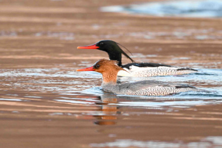 首批5个国家公园全部拥有了户口本