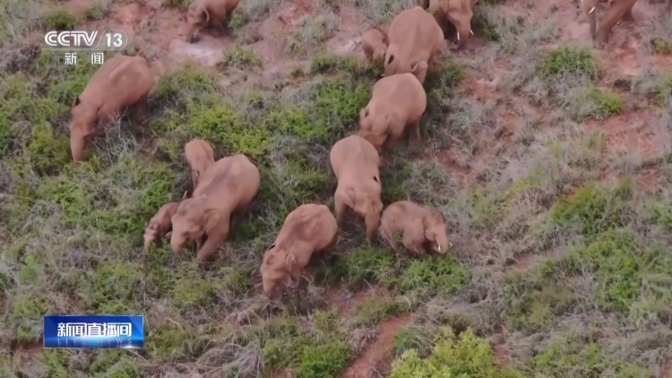 主动帮“然然家族”母象带娃 放归网红象“阿宝”动态更新