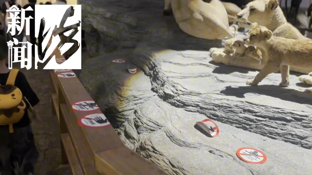 上海热门场馆太乱！多名儿童翻越禁区，家长在旁鼓励！志愿者：以前还有活体被摸死