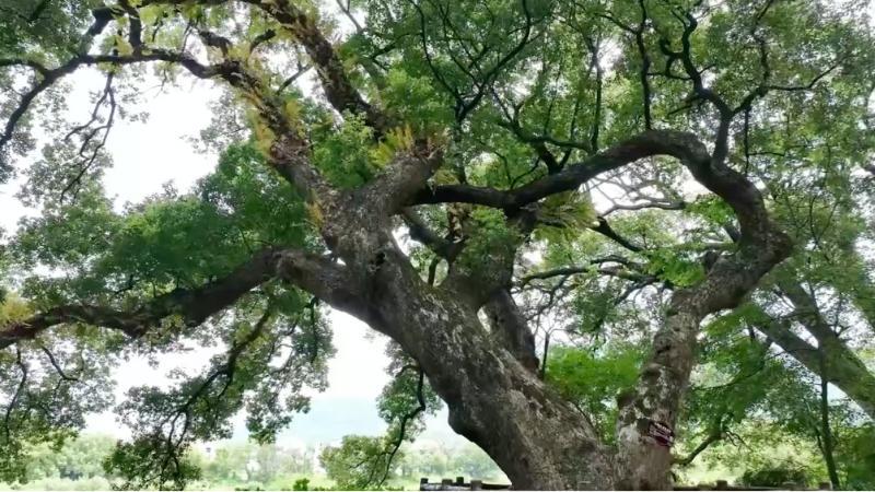 江西乐安:千年古树伴乌江 山水相依入画来 江西乐安:千年古树伴乌江 山水相依入画来