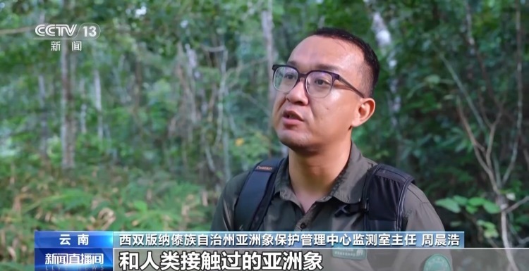 主动帮“然然家族”母象带娃 放归网红象“阿宝”动态更新