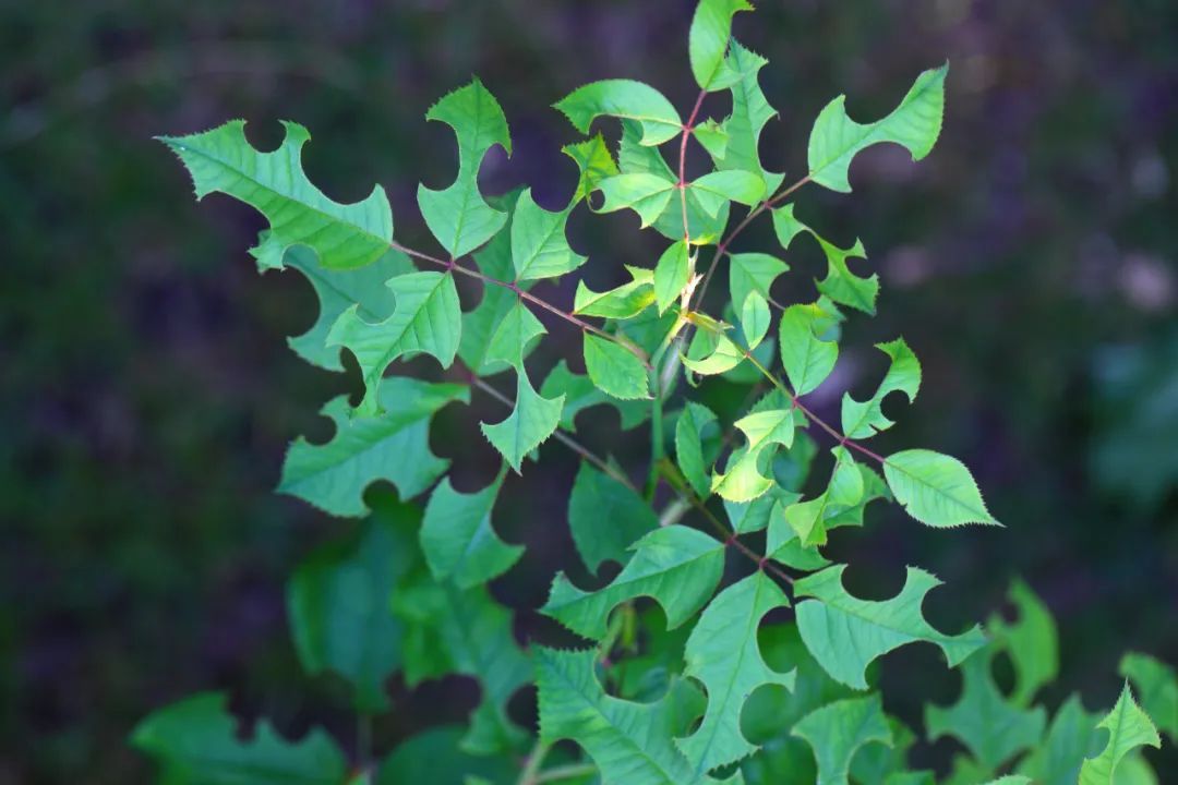 咬开桃子发现一堆树叶？莫慌！你是遇到了它→