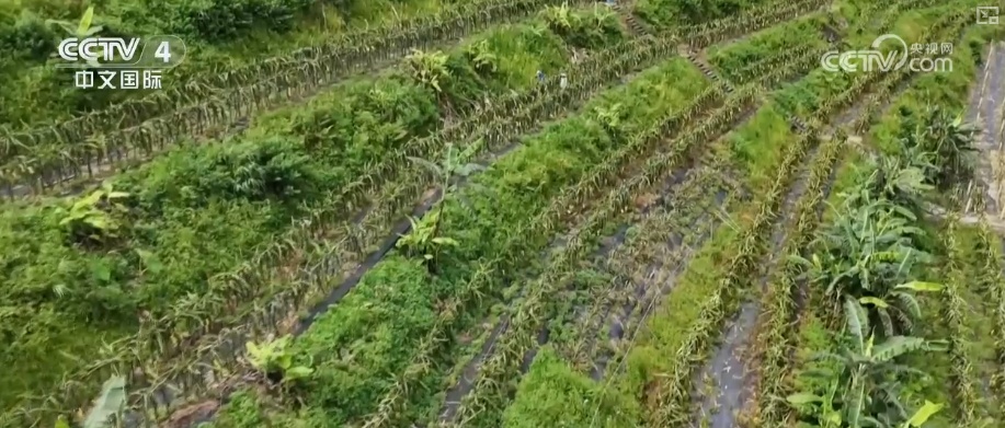 “公路一通天地宽”！墨脱新生代用互联网思维重写这片土地故事
