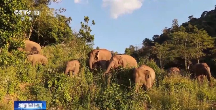 主动帮“然然家族”母象带娃 放归网红象“阿宝”动态更新