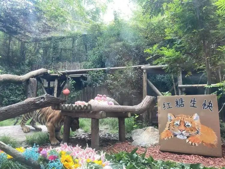 “红糖”生日会在上海动物园举行！粉丝6点就到抢占拍照C位，还有粉丝自制周边送游客