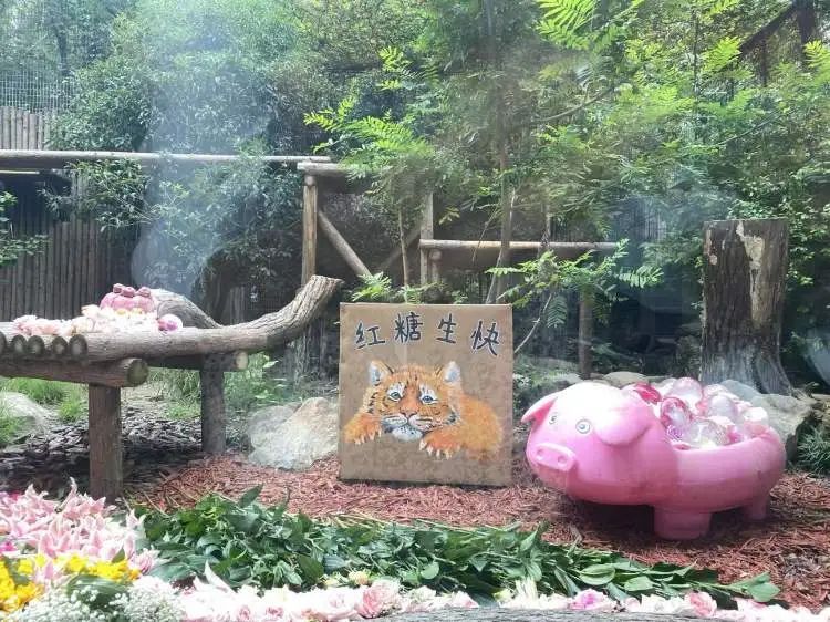 “红糖”生日会在上海动物园举行！粉丝6点就到抢占拍照C位，还有粉丝自制周边送游客