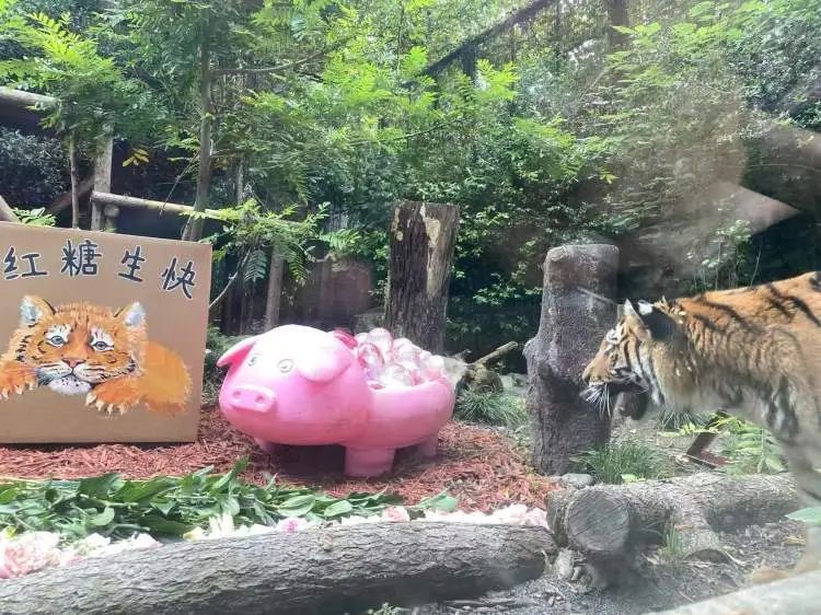 “红糖”生日会在上海动物园举行！粉丝6点就到抢占拍照C位，还有粉丝自制周边送游客