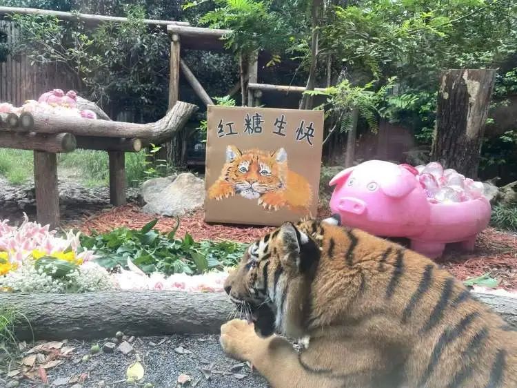 “红糖”生日会在上海动物园举行！粉丝6点就到抢占拍照C位，还有粉丝自制周边送游客