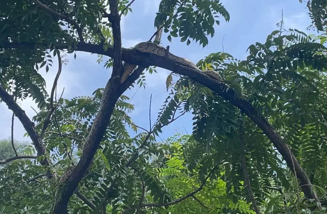 佛山一公园门口树上现2米长巨蟒，被消防员“扒下”后使出浑身解数“反击”