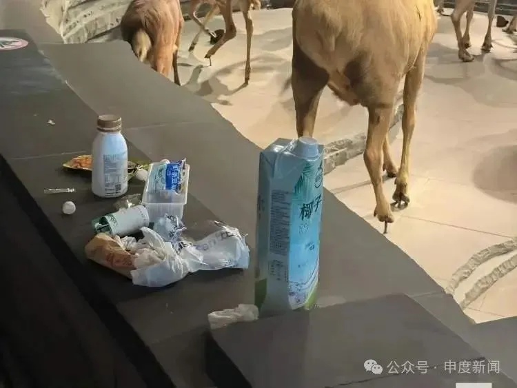 上海热门场馆现乱象！孩子翻越禁区摸标本，垃圾随地乱扔，曾有海星被摸死……