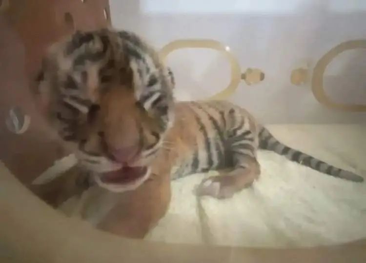 “红糖”生日会在上海动物园举行！粉丝6点就到抢占拍照C位，还有粉丝自制周边送游客