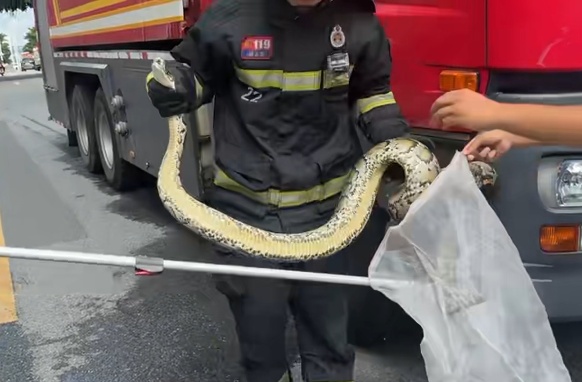 别抬头！长约2米的蟒蛇“从天而降”，落地瞬间惊呼声四起