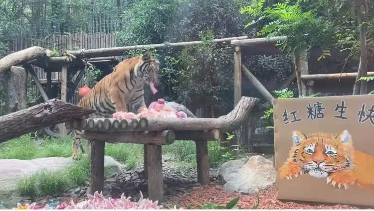 “红糖”生日会在上海动物园举行！粉丝6点就到抢占拍照C位，还有粉丝自制周边送游客