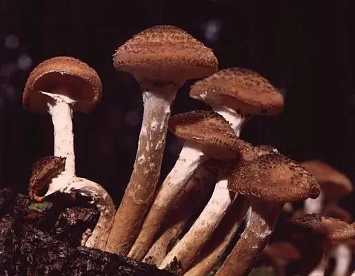 地球最大生物重达 3.5 万吨？它躲在美国森林地底，悄悄统治一整座山！